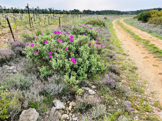 Domaine de Cabrol